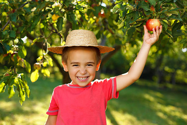 Smiling boy with apple stock photo