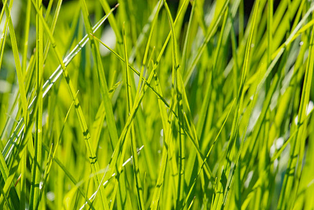 istock young leaves of grass 527041912