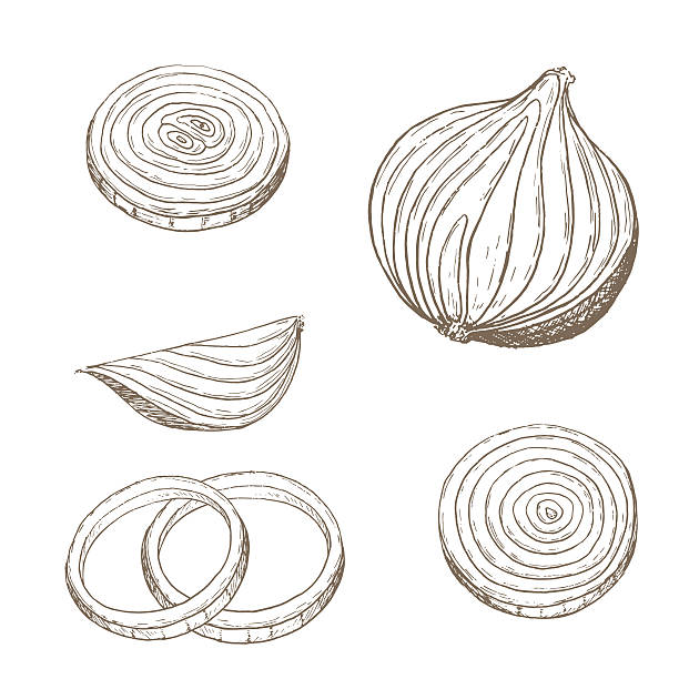 Onion  rings set Onion  rings set. Sketch onion slice. Hand drawn onion  rings and slice. Vector onion slice illustration. Cut organik vegetable set. Vegetarian and vegan food. onion stock illustrations