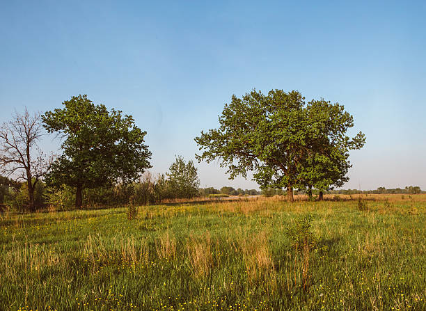 istock Summer field with dandelions and sun in blue sky. 527042920