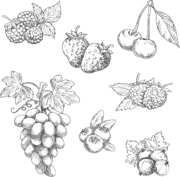 ogród aromatyczne świeże owoce z liści szkice - raspberry gooseberry strawberry cherry stock illustrations