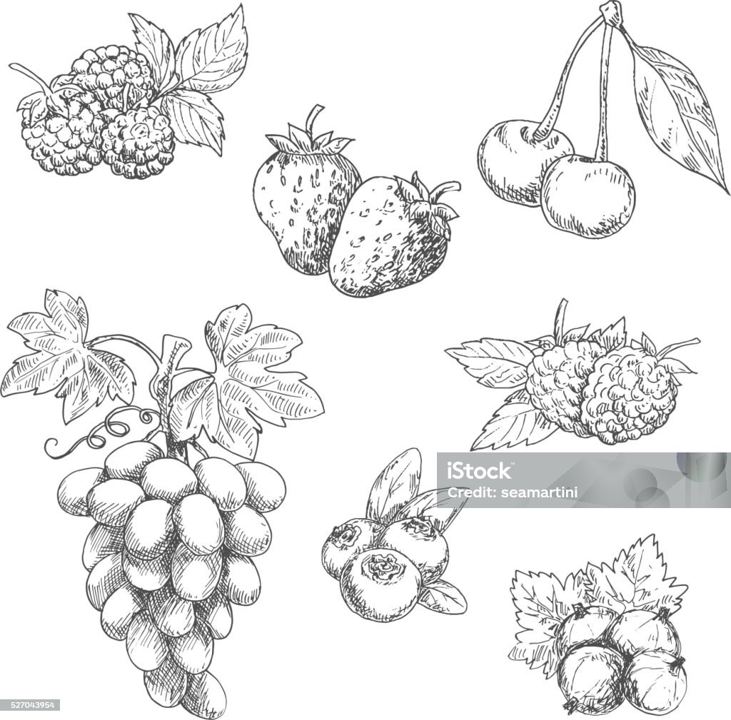 Flavorful fresh garden fruits with leaves sketches Flavorful fresh garden strawberries, grape vine with tendrils and bunch of ripe grapes, raspberries, cherries, blackberries, gooseberries and blueberries fruits sketches in engraving style. Great for kitchen interior or vegetarian dessert menu design usage Raspberry stock vector