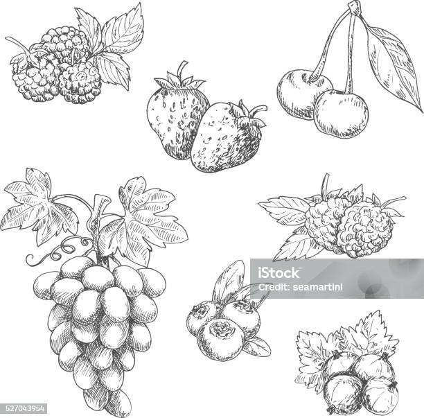 Flavorful Fresh Garden Fruits With Leaves Sketches Stock Illustration - Download Image Now - Raspberry, Strawberry, Drawing - Art Product