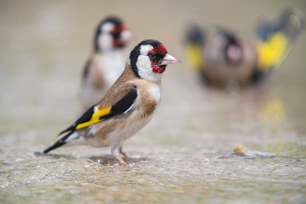 i goldfinch bathing - bird water bath garden stockfoto's en -beelden