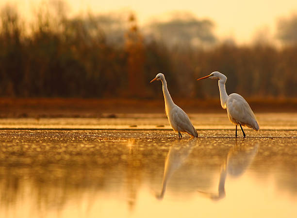 il fratelli - bird egret wildlife animal foto e immagini stock