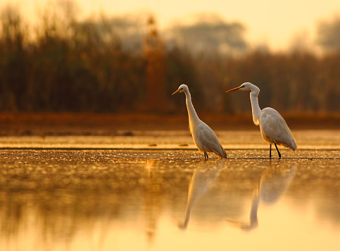 great egrets in pond in golden light.