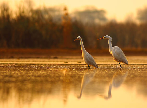 The brothers great egrets in pond in golden light. marsh photos stock pictures, royalty-free photos & images