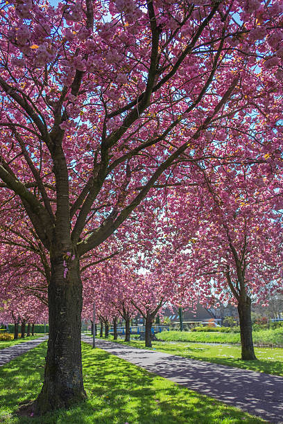 istock Cherry blossom on Japanese Cherry trees 527045584