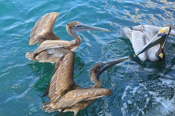 istock Pelicans Fighting in the Water 527047662