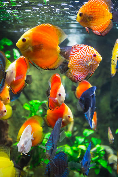 istock Symphysodon discus in an aquarium 527048342