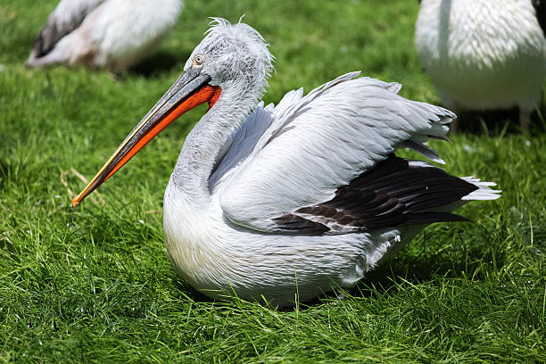 istock Pelican in profile sitting on the ground 527048476