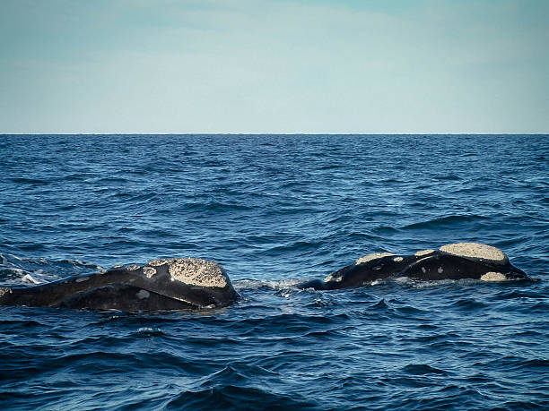 istock Pair Of Right Whales Close Up 527048651