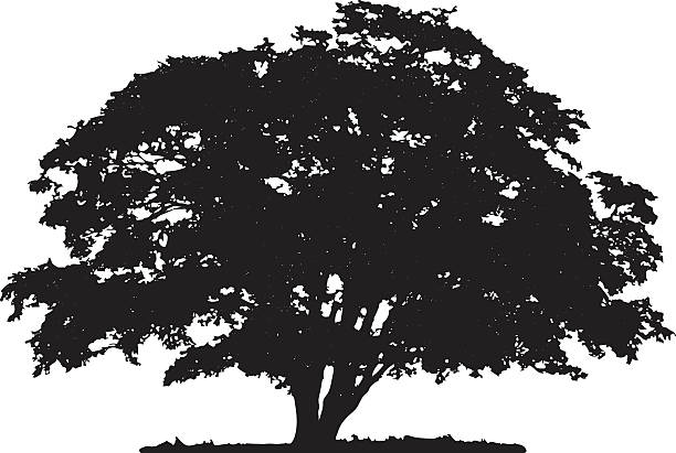 illustrazioni stock, clip art, cartoni animati e icone di tendenza di silhouette di albero - tree silhouette elm tree vector