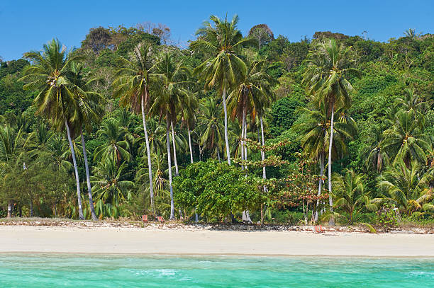 ilha de phi phi, província de krabi, tailândia. - thailand beach nautical vessel phuket province imagens e fotografias de stock