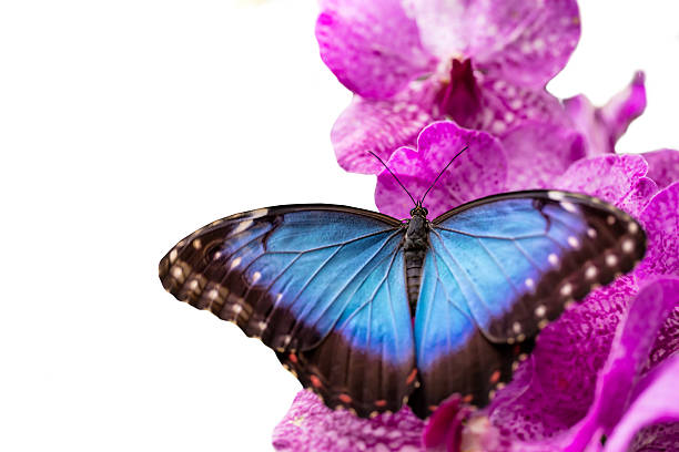 istock Peleides Blue Morpho on orchid blossom 527050006