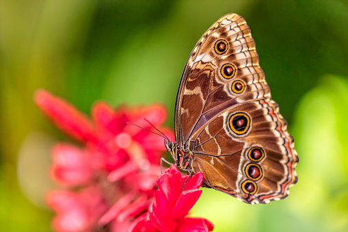 Closeup macro photo of butterfly Peleides Blue Morpho on flower blossom, low depth of focus