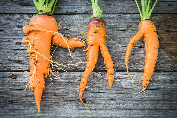 istock Ugly carrot on barn wood 527050290