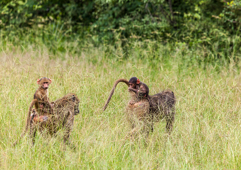 Young Chacma Baboons, Papio ursinus, riding on their mother's backs through long grass. The left hand baby is the main focus and is looking at the camera. The other baby is holding onto its mum's tail and eating.