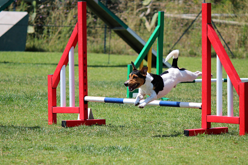 a jack russel that jumps an obstacle of dog agility