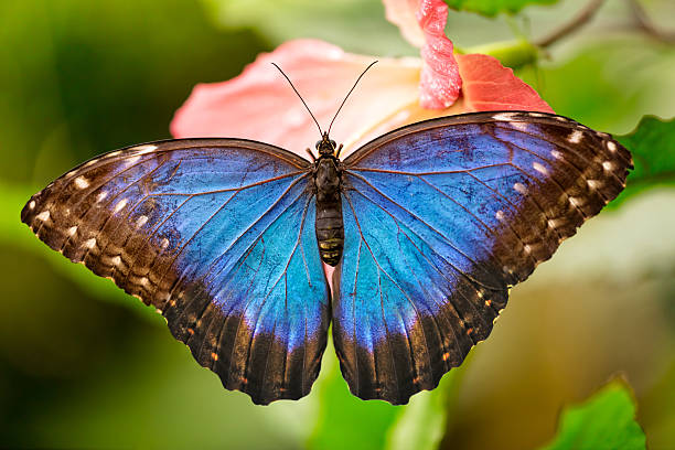 istock Closeup butterfly on flower blossom 527050872