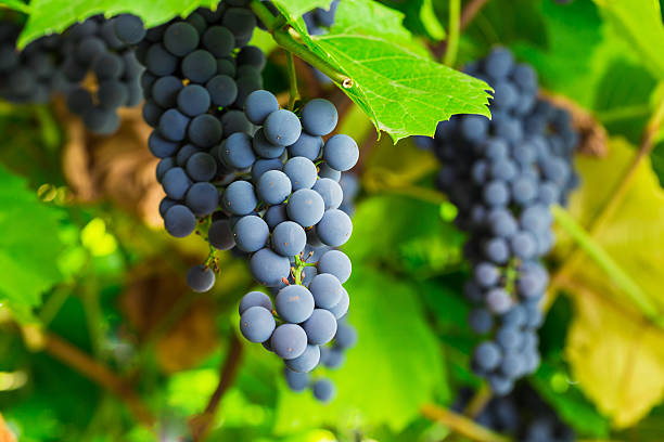 istock ripe clusters of sweet red grapes 527050874