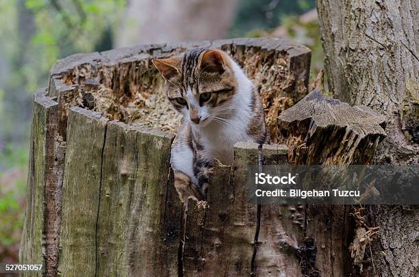 Cat Lays On A Footpath In The Woods Stock Photo - Download Image Now - Animal, Beauty In Nature, Clover