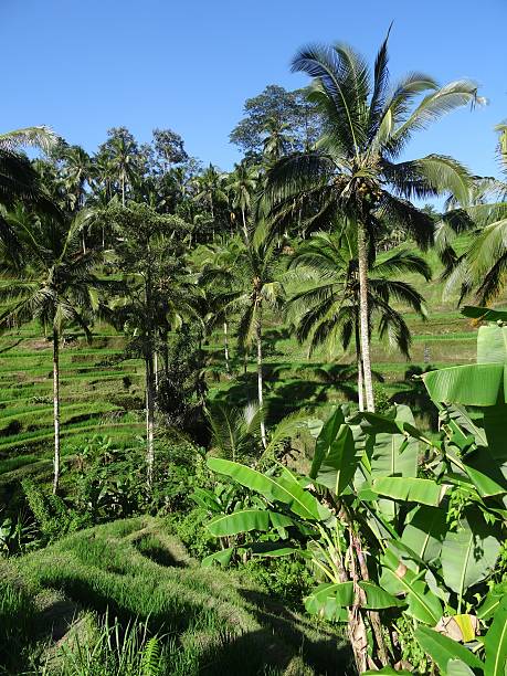 istock Rice Terraces with Blue sky and Palm trees 527051104