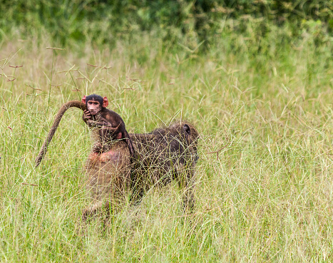 A baby Chacma Baboon, Papio ursinus, clinging tightly to its mother's tail while riding through long grass in Chobe National Park, northern Botswana, southern Africa, during the rainy season.
