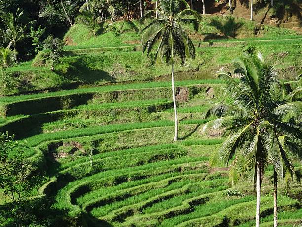 istock Lush green rice terraces in Ubud, Bali 527052138