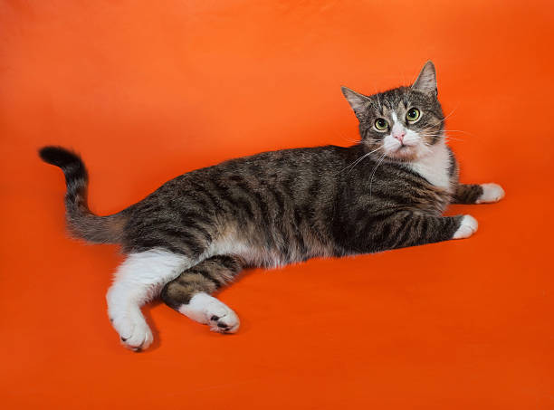 istock White and striped spotted cat standing on orange 527052415