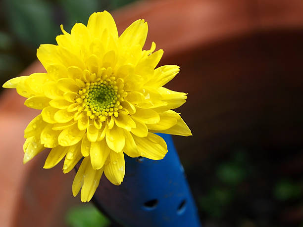 Yellow flower with Garden Shovel stock photo