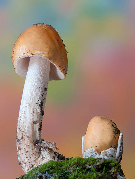 istock Nice mushrooms with autumnal background 527053443