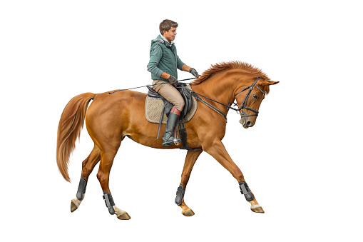 Young man and horse on white background.