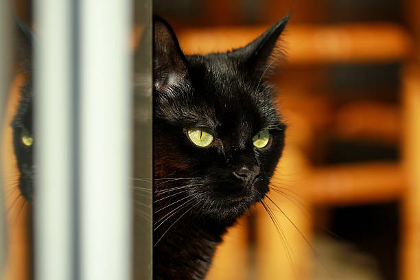 istock Cat looking from behind the door 527053872