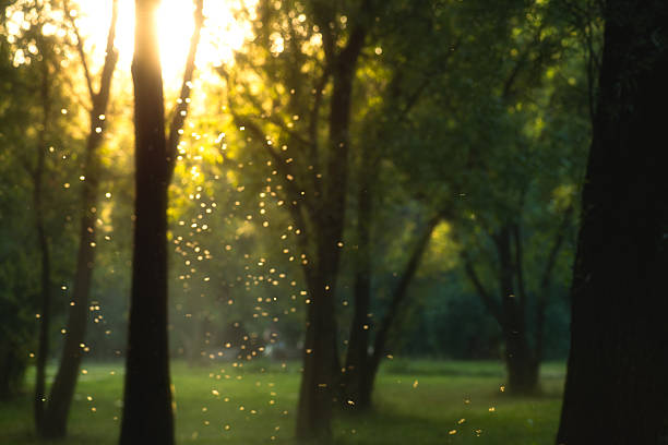 istock beautiful magical forest at sunset with sunlight and flying particles 527053964