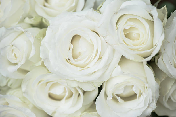 istock Wedding bouquet of white flowers. White roses. 527054106