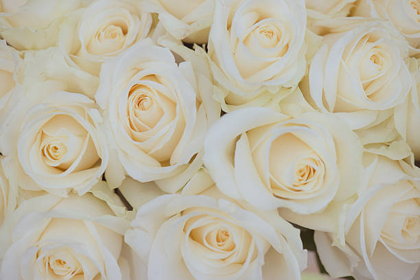 istock Wedding bouquet of white flowers. White roses. 527054192