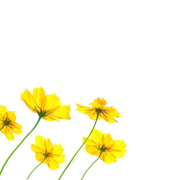 istock Yellow cosmos flower isolated on white background 527054463