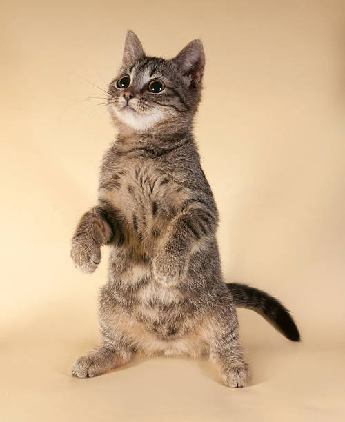 istock Striped kitten standing on his legs 527054511
