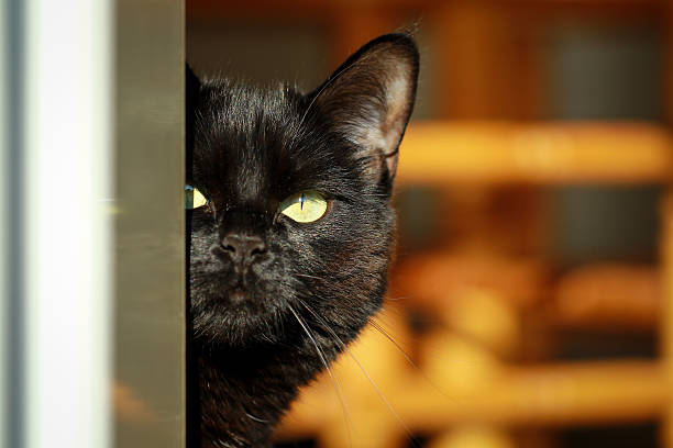 istock Cat looking from behind the door 527054596