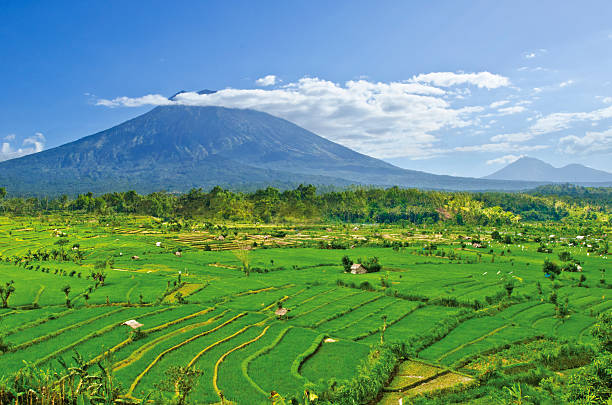 istock Lanscape of Rice Field in Bali, Indonesea 527054693