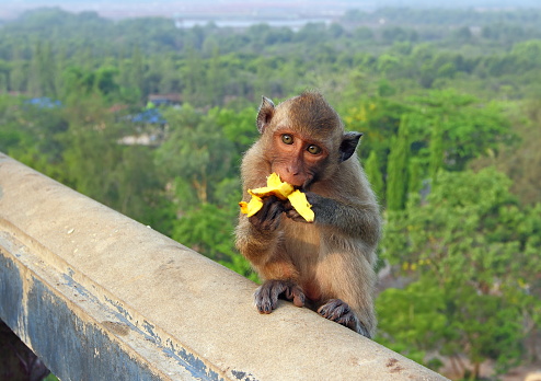 The monkey eats banana against vegetation