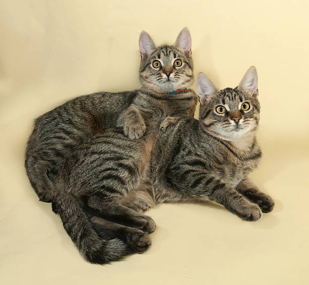 istock Two striped kitten lying on yellow 527055181