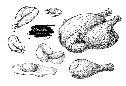 Vector Chicken farming products drawings. Engraved baked whole chicken and leg, eggs and feather. Poultry natural business.