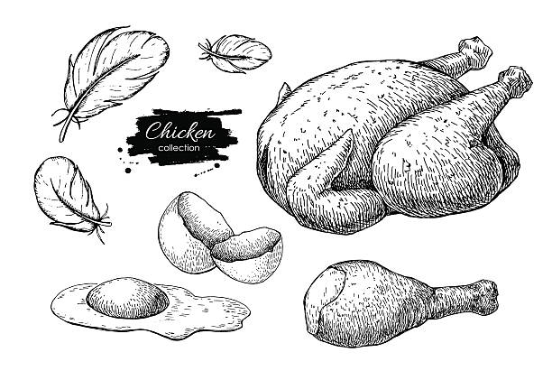 Vector Chicken farming products drawings. Engraved baked whole c Vector Chicken farming products drawings. Engraved baked whole chicken and leg, eggs and feather. Poultry natural business. chicken meat stock illustrations