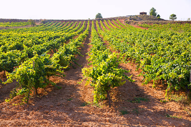 Mediterranean vineyards in Utiel Requena at Spain wines
