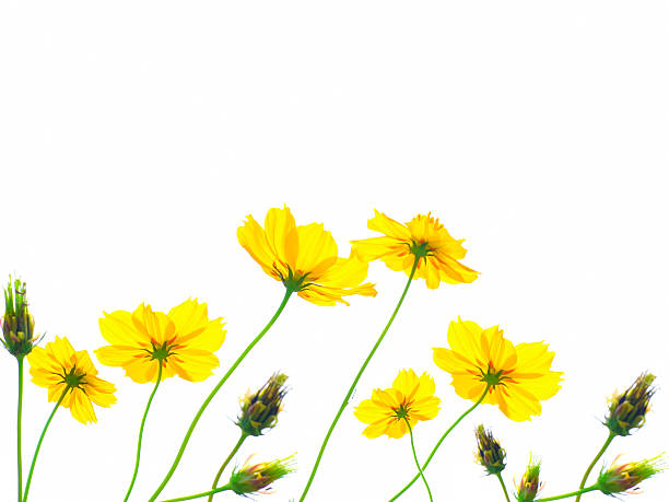 istock Yellow cosmos flower isolated on white background 527056041