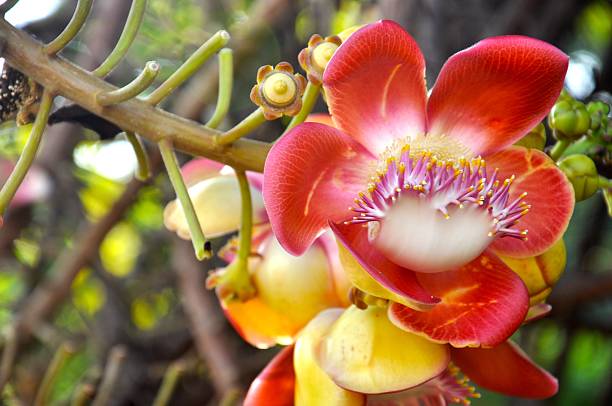 istock Couroupita quianensis 527056063