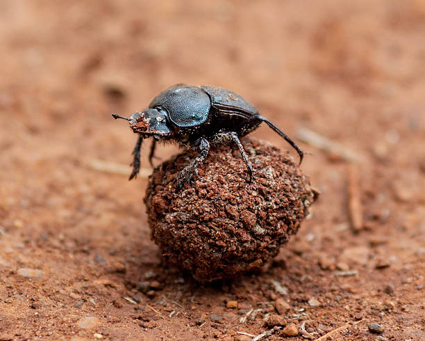 Dung Beetle and it's Poo stock photo