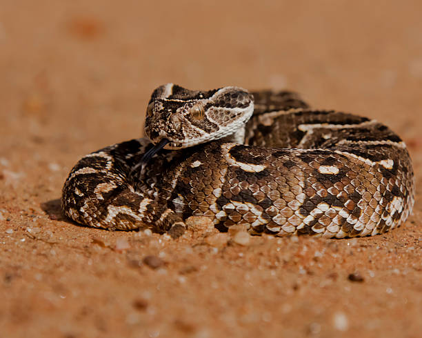 Puff Adder One of the many snakes that I had to relocate to save them from being killed by scared local inhabitants. This one posed nicely for some photos before being released back out in the wild. Taken in Namibia, southern Africa. puff adder bitis arietans stock pictures, royalty-free photos & images